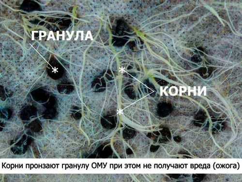 Гранулы ОМУ удобрений, корни растений